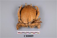 藏品(小尾旭蟹)的圖片